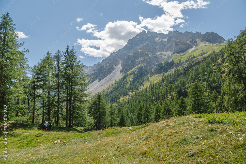 Mélèzes d'Europe sur le site naturel du Mont Thabor dans les Alpes françaises en été 