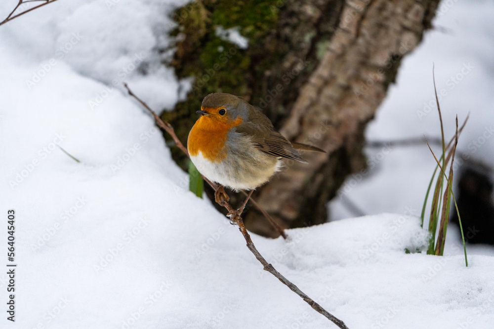 European robin in Snow European robin in Snow