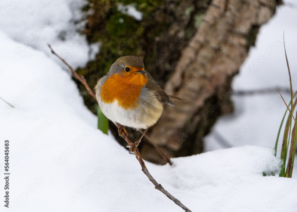 European robin in Snow European robin in Snow