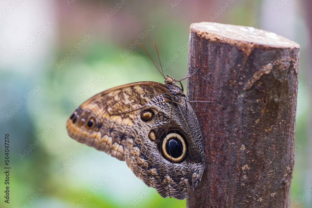 A beautiful large colorful butterfly in its natural habitat. A beautiful large colorful butterfly in its natural habitat.