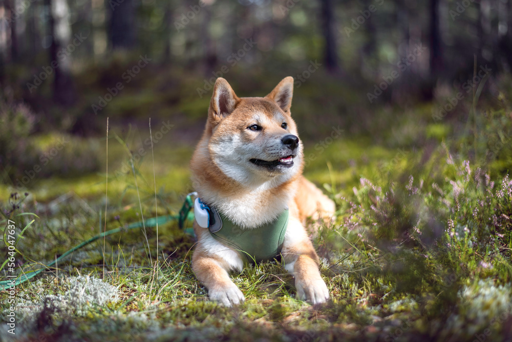 Cute shiba inu puppy is lying on the moss in the forest at sunny day