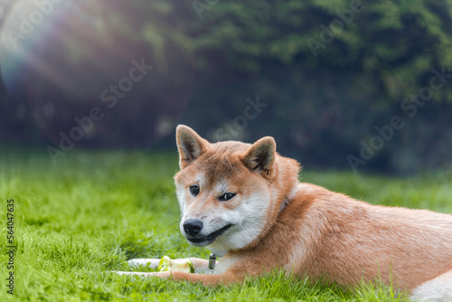 Shiba inu puppy with funny face is eating green apple in the garden © Julija