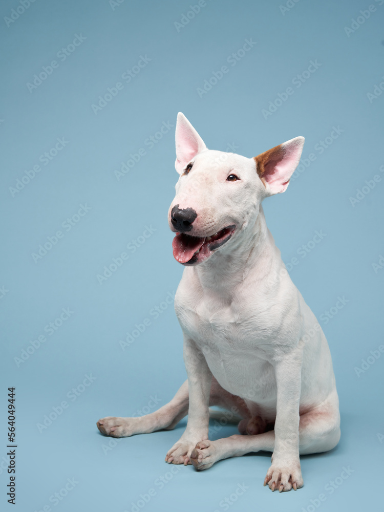 happy white bull terrier on a blue background. cute dog studio, for design.