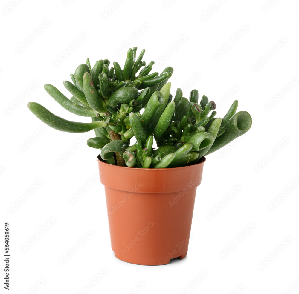 Succulent plant in pot on white background Succulent plant in pot on white background