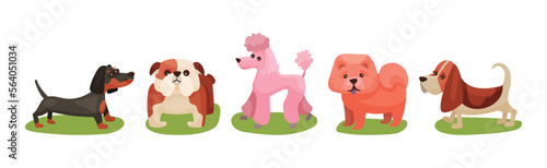Different Dog Breed Standing on Green Grass Vector Set © Happypictures