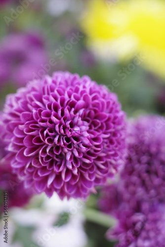 close up of pink dahlia flower in garden