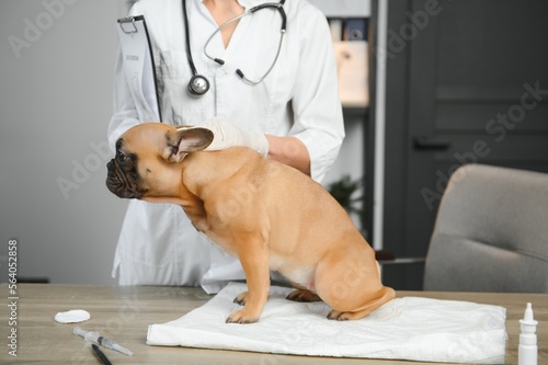 medicine, pet care and people concept - close up of french bulldog dog and veterinarian doctor hand at vet clinic