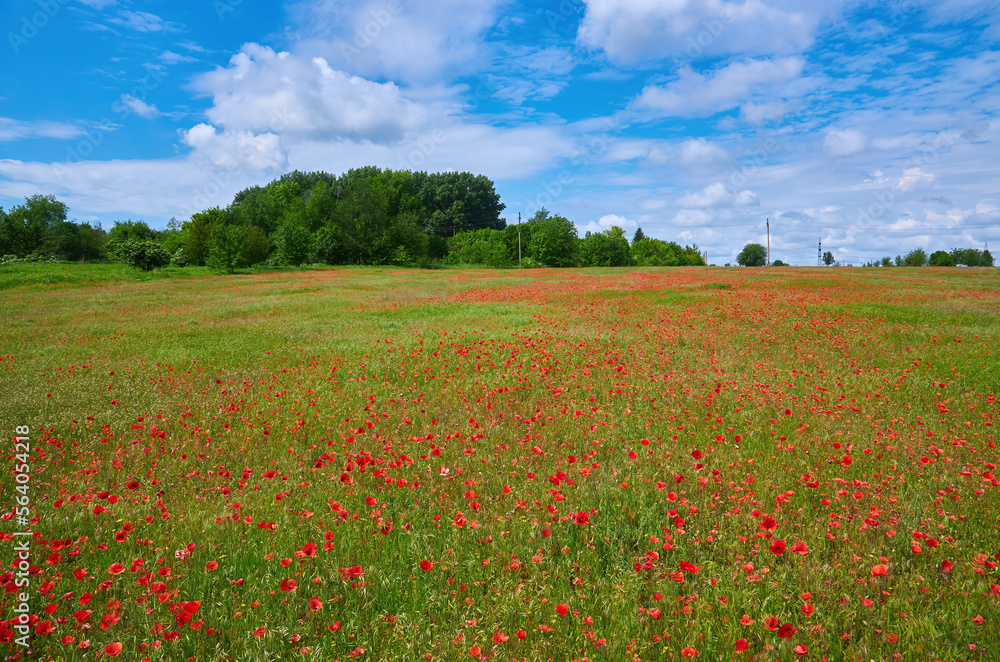 The huge field of red poppies flowers. Sun and clouds.