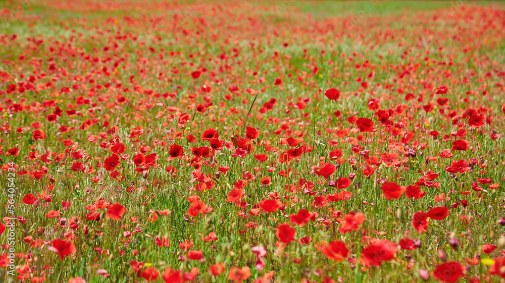 wild red poppy flowers. large poppy field