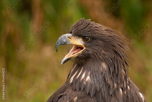 portrait of an eagle