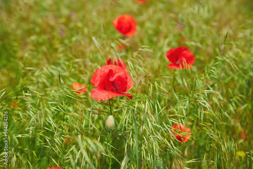 The huge field of red poppies flowers. Sun and clouds.