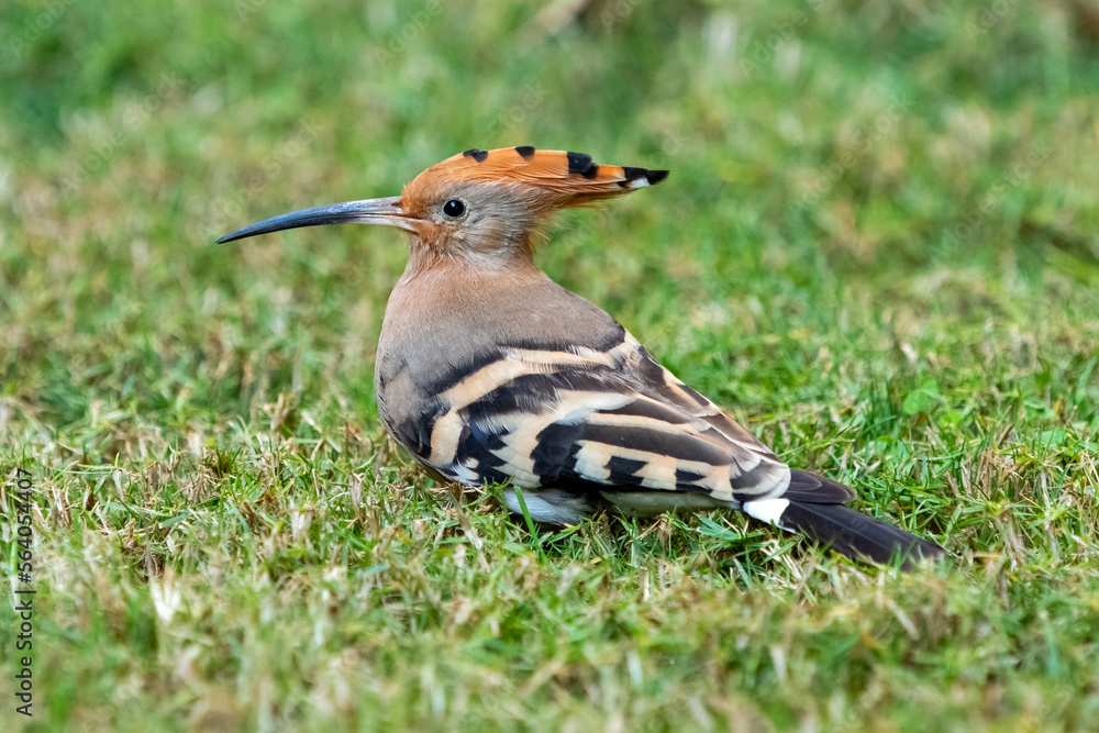 Hoopoe is looking for insects in the grass Hoopoe is looking for insects in the grass