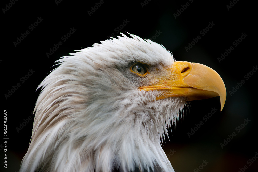 american bald eagle