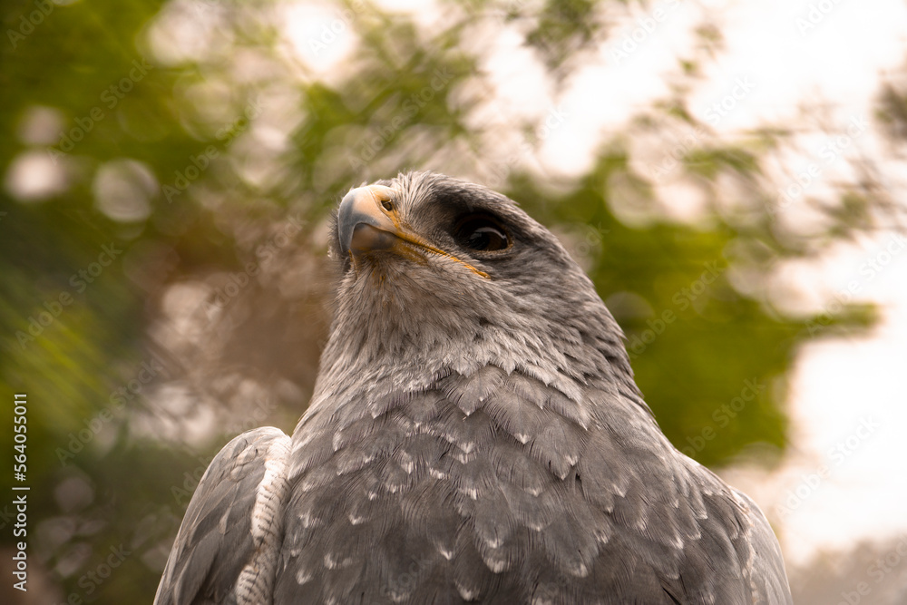 bird of prey bird of prey