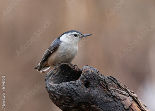 nuthatch on branch