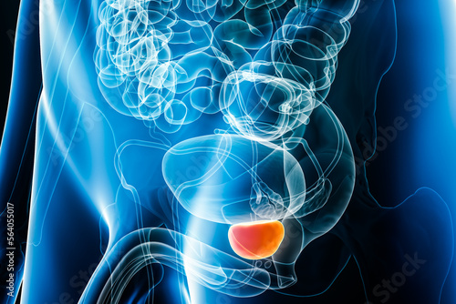 Xray prostate organ 3D rendering illustration with male body contours. Human anatomy, internal organs, medical, biology, science, healthcare concepts. photo