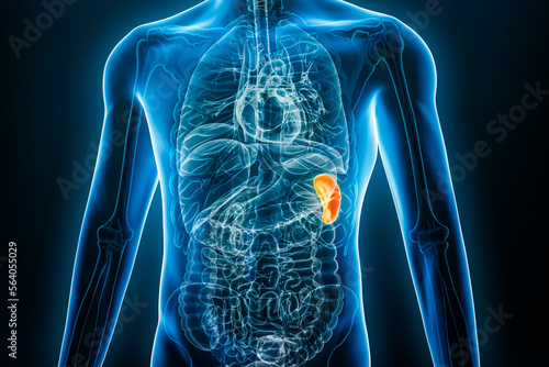 Xray spleen internal organ 3D rendering illustration with male body contours. Human anatomy, medical, biology, science, healthcare concepts. photo