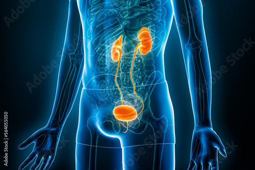Fotobehang Xray urinary system or tract with kidneys, bladder and ureter 3D rendering illustration with male body contours