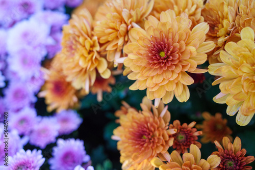 close up of orange chrysanthemum flower © Teerapat