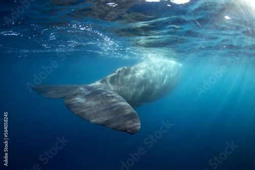 Sperm whale in the Indian ocean. Group of whales in water. The largest predator on the earth. Marine life  © prochym