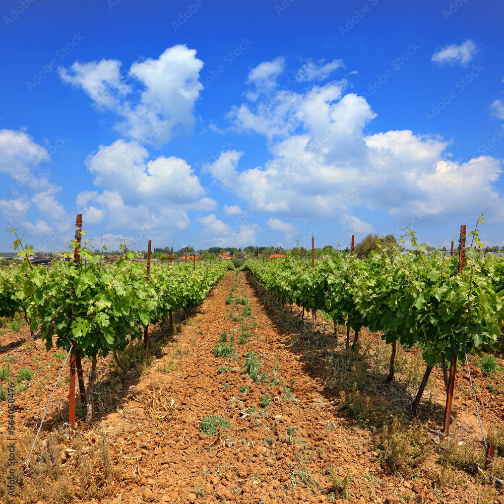 Green vineyard on sunny day. Agricultural valley. Mediterranean