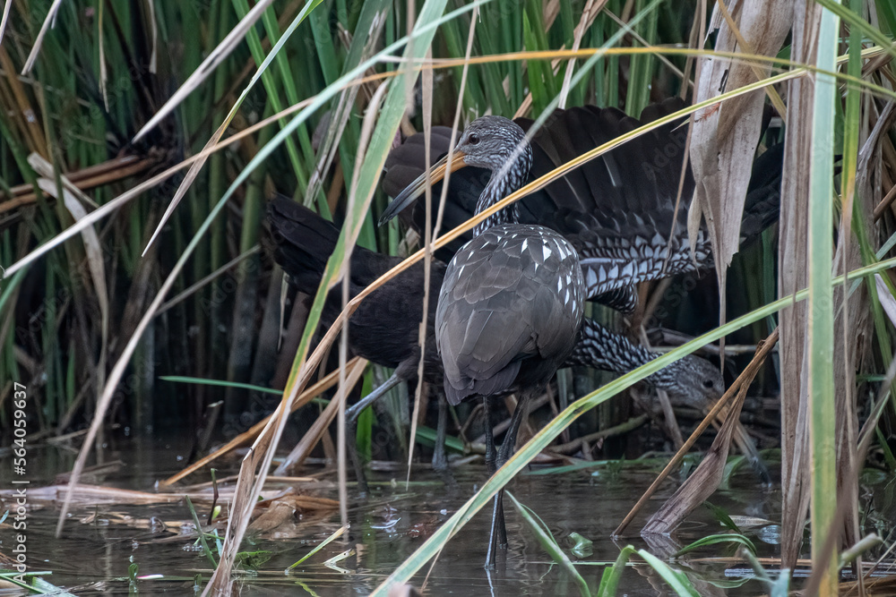 Limpkins in the swamp in Louisiana. Limpkins in the swamp in Louisiana.