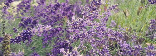 lila blaue Blüten von Lavendel Pflanzen wachsen draußen Nahaufnahme Banner