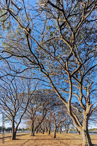 Cerrado Tree Sibipuna Tree in the Dry Season - Caesalpinia pluviosa Var., Family PELTOPHOROIDES - FABACEAE - Brasília, Brazil, July 2017 