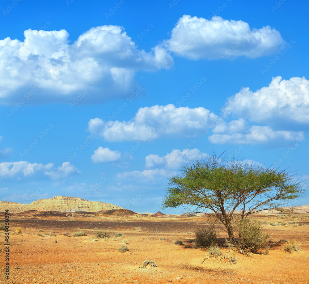Lonely acacia tree in stone desert. Colored sands. Mountain on the horizon. Africa nature landscape