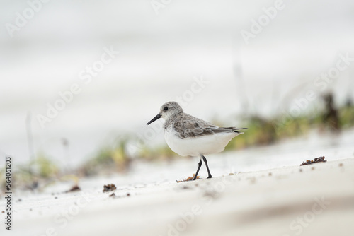 Sanderling in the Mauritius beach. White bird with black beak on the beach. Exotich nature. 