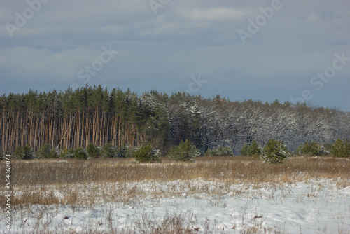 Landscape of the winter forest