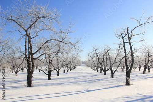 Orchard in winter © John