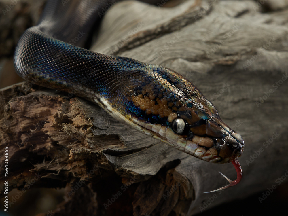 Fototapeta premium Drymarchon on the black background, fog. snake art 