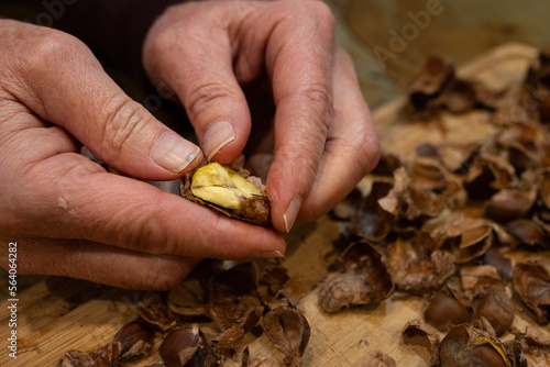 A horizontal photo of a caucasian man's hands and fingers peeling brown roasted Chestnuts. photo