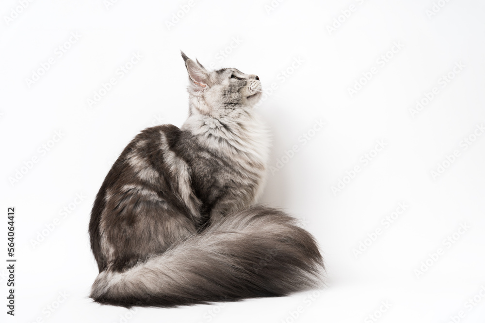 Side view of Maine Coon Cat sitting and looking up. Part of series