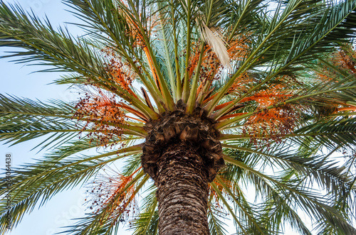 Looking up at a date palm.