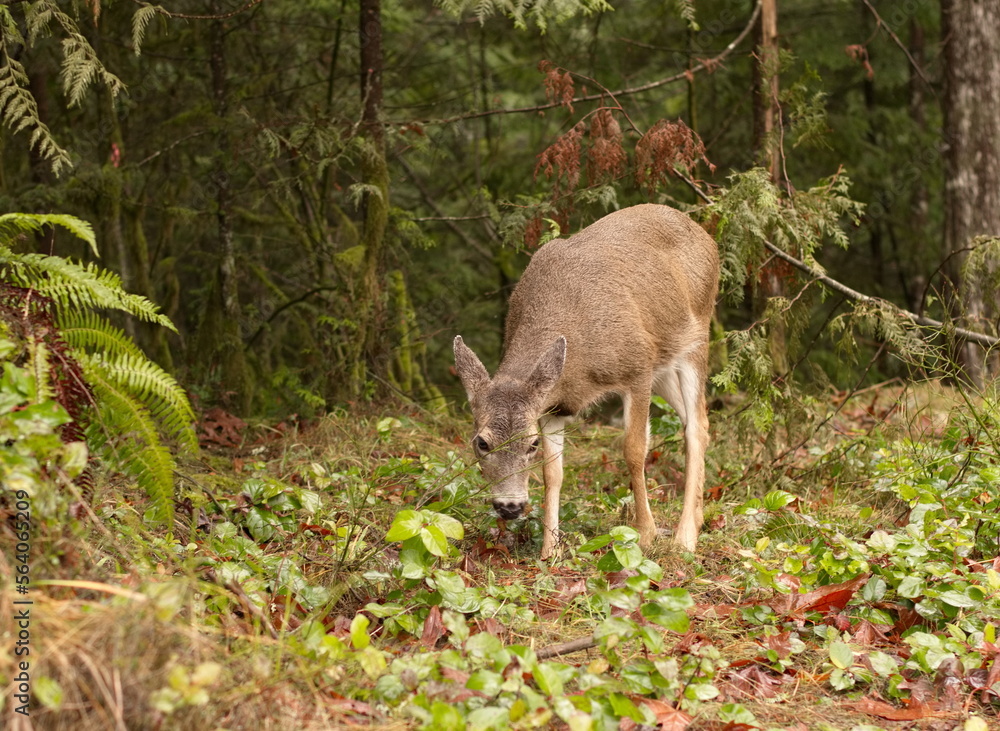 A young black tail deer grazing in the coastal rain-forest of BC. A young black tail deer grazing in the coastal rain-forest of BC.