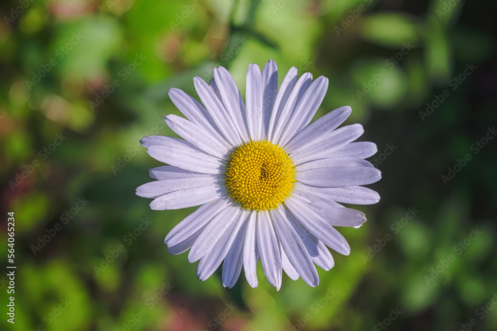 Delicate white Daisies or Bellis perennis flower in a sunny spring garden, beautiful outdoor floral background. Delicate white Daisies or Bellis perennis flower in a sunny spring garden, beautiful outdoor floral background.