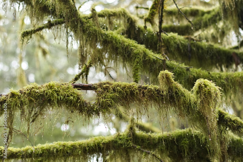 Moss covered trees in the dense coastal BC rain-forest. Moss covered trees in the dense coastal BC rain-forest.
