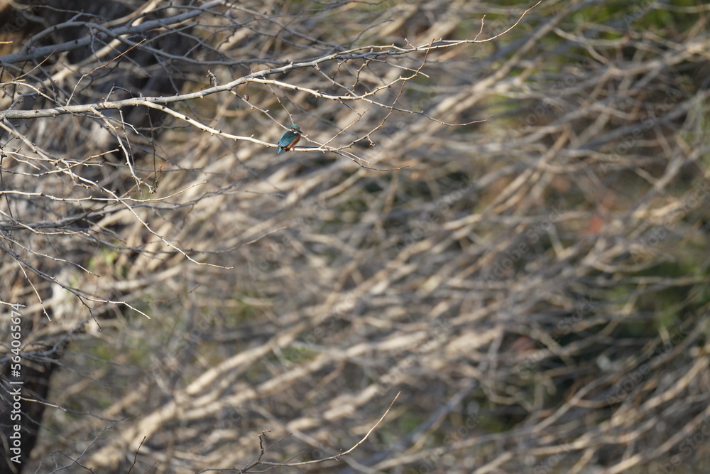 kingfisher on a branch kingfisher on a branch