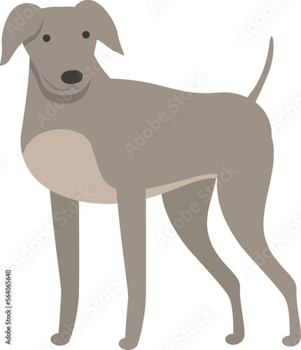 Strong greyhound icon cartoon vector. Dog animal. Sprint canine
