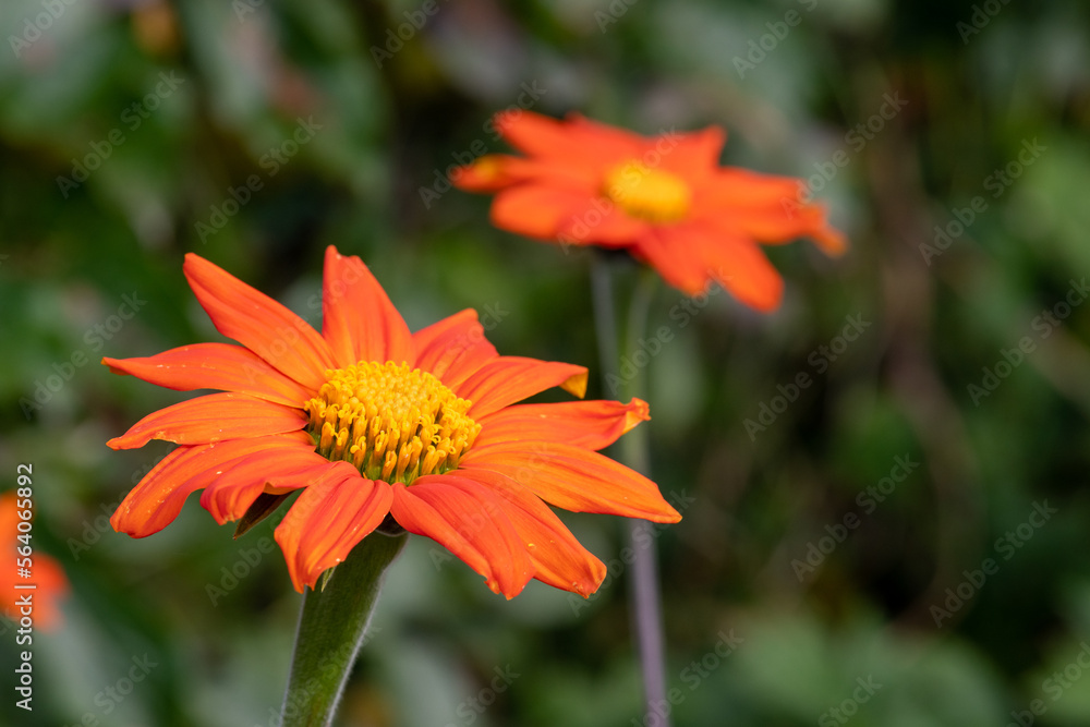 Mexican sunflowers (tithonia rotundifolia) in bloom Mexican sunflowers (tithonia rotundifolia) in bloom