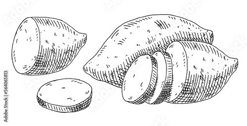 Slice and whole sweet potato. Vintage engraving vector black illustration. Isolated on white