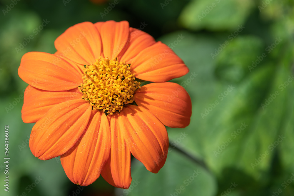 Close up of a Mexican sunflower (tithonia rotundifolia) in bloom Close up of a Mexican sunflower (tithonia rotundifolia) in bloom
