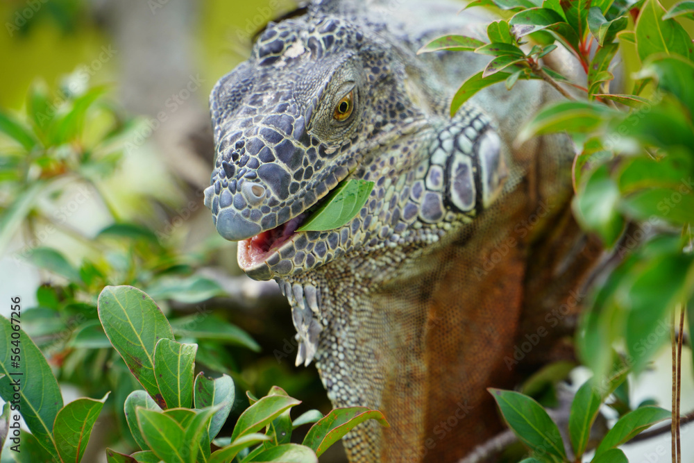 Obraz premium Iguana in a tree