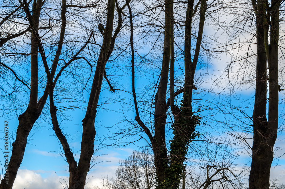 Background of leafless branches
