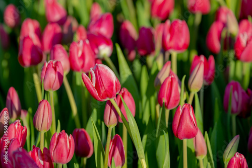 Selective focus of red pink flowers with green leaves in the garden  Tulips  Tulipa  are a genus of spring-blooming perennial herbaceous bulbiferous geophytes  Nature floral background  Netherlands.