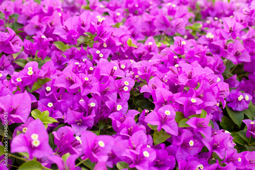 Beautiful purple bougainvillea flowers with green leaves