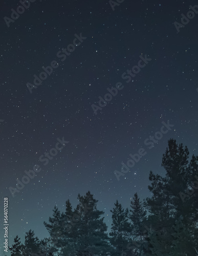 The tops of pine trees in the forest against the background of the night starry sky, abstraction for the background of the night sky