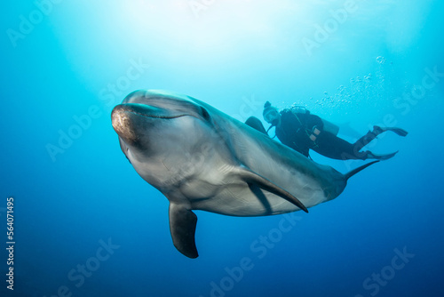 Bottlenose dolphin with scuba diver  French Polynesia
